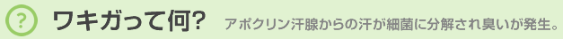 ワキガって何? アポクリン汗腺からの汗が細菌に分解され臭いが発生。