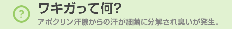 ワキガって何? アポクリン汗腺からの汗が細菌に分解され臭いが発生。